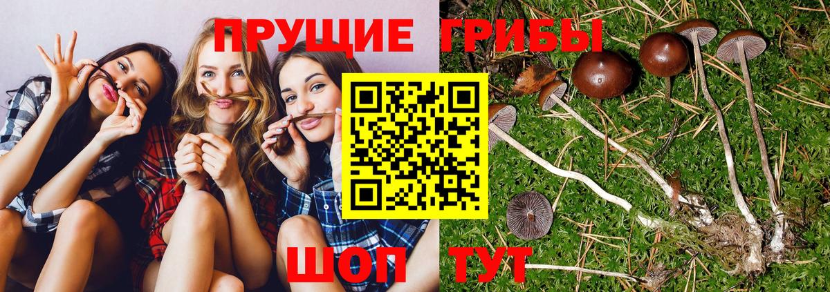 Галлюциногенные грибы ЛСД  Вход с VPN  Северск 